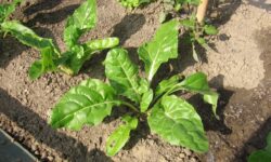 misurare il ph del terreno