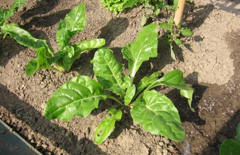 misurare il ph del terreno