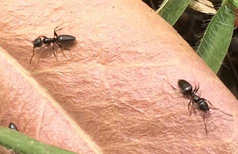 Come Eliminare Le Formiche Dallorto E Dal Giardino Bricoliamo