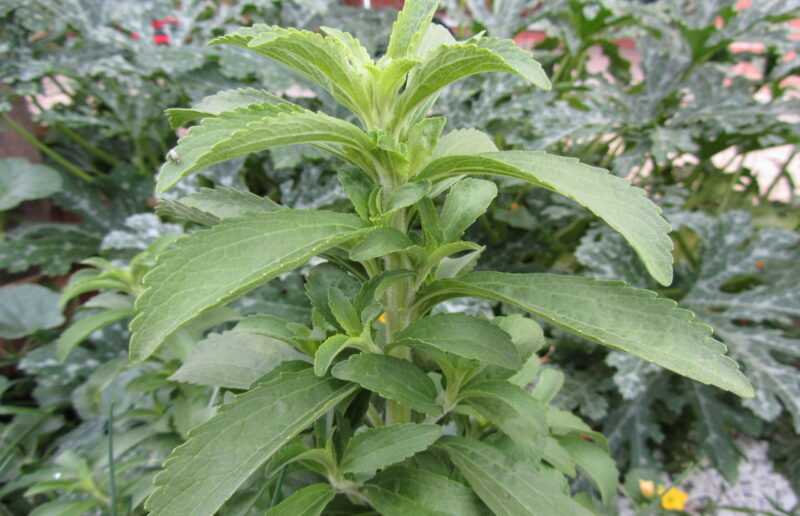 stevia