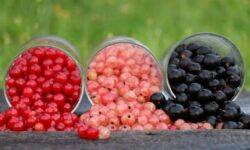 i tre colori del ribes