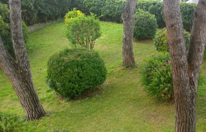 siepi nel giardino