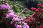 rododendri