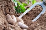 patate paysage a manger