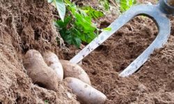 patate paysage a manger