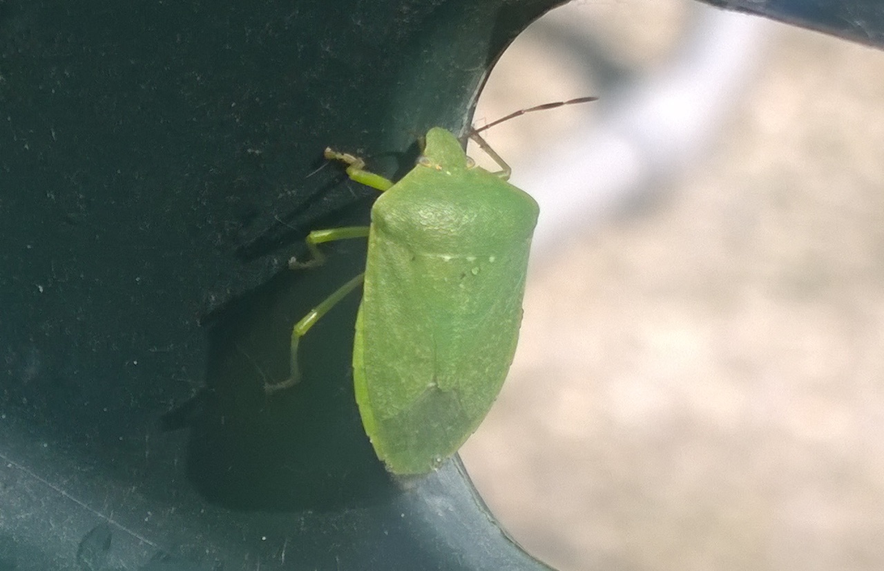 cimice verde. Nezara viridula