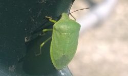 cimice verde