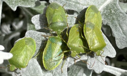 cimici verdi su una foglia