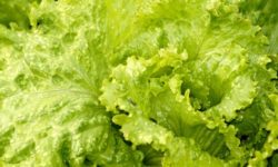 insalata