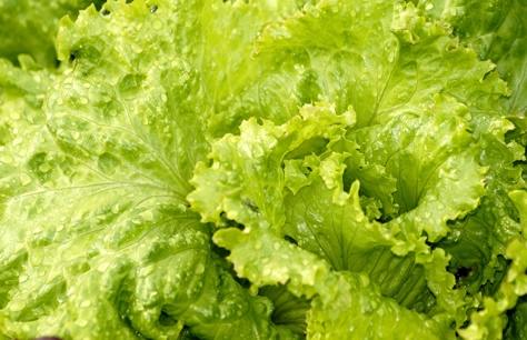 insalata