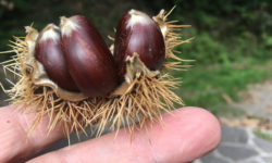 riccio castagne