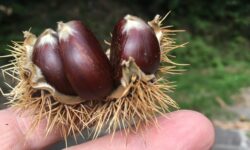 ricci di castagne