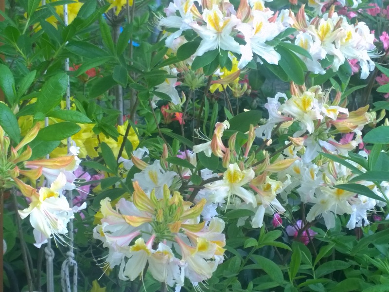 rododendro