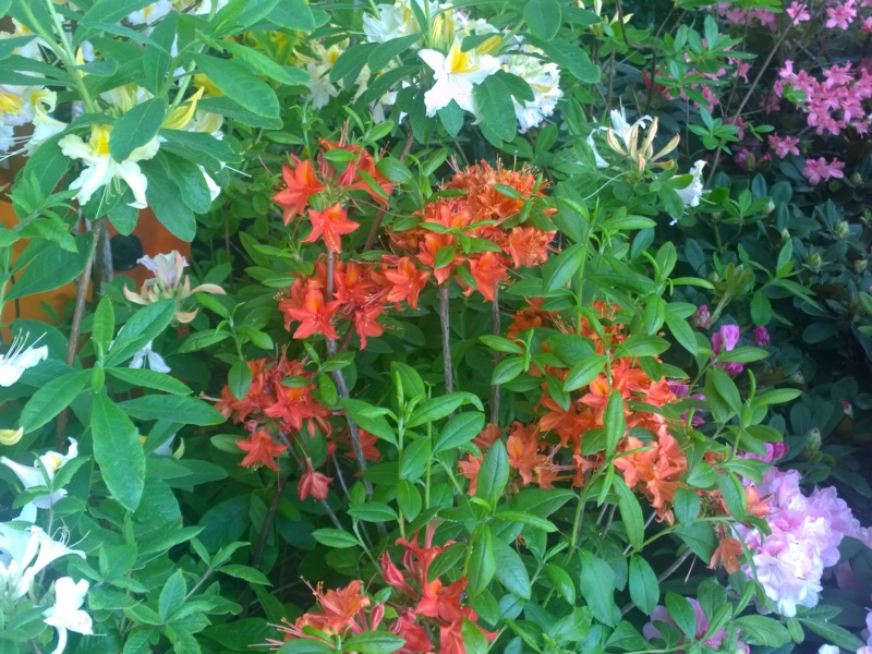 rododendro