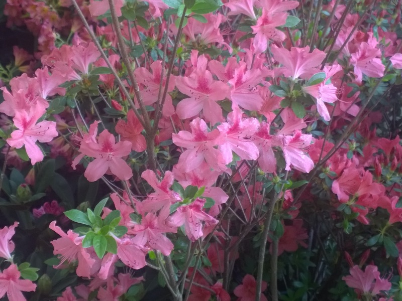 rododendro