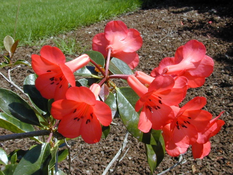 rododendro