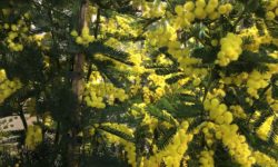 pianta di mimosa