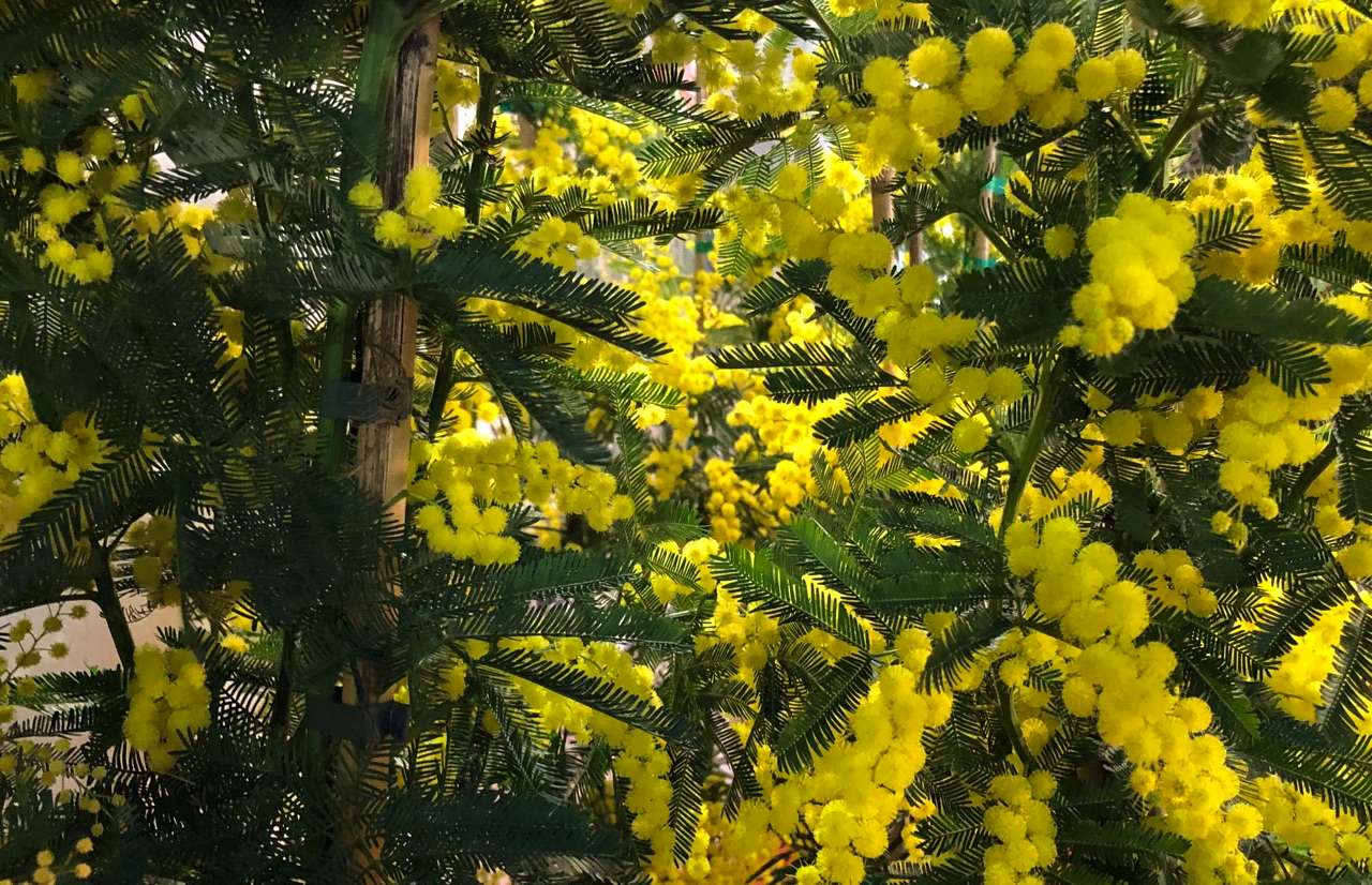 pianta di mimosa