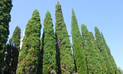 filare di cipressi