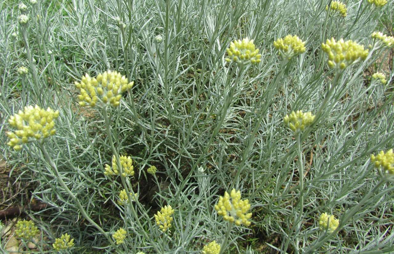 Elicrisio, erba officinale