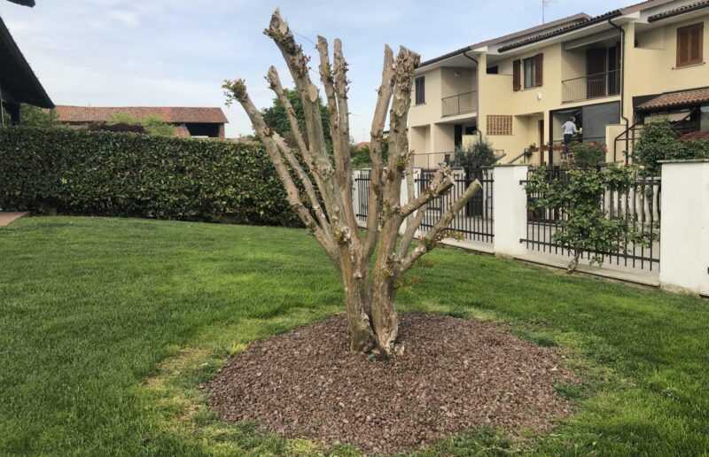 la capitozzatura danneggia le piante