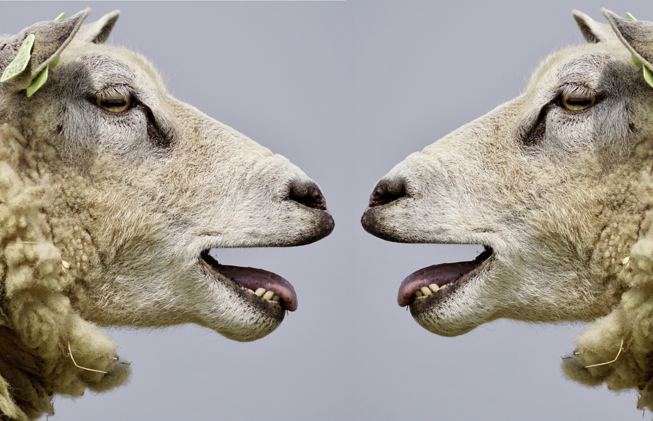 pecore che belano