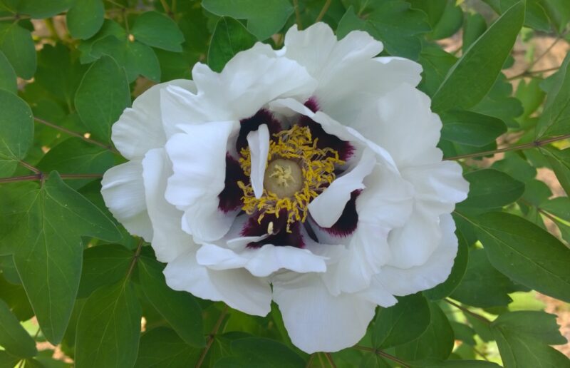 Peonia Rockii