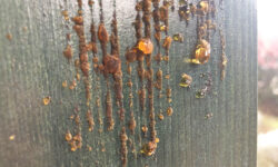 Resina su Serramenti in legno