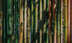 bambù gigante