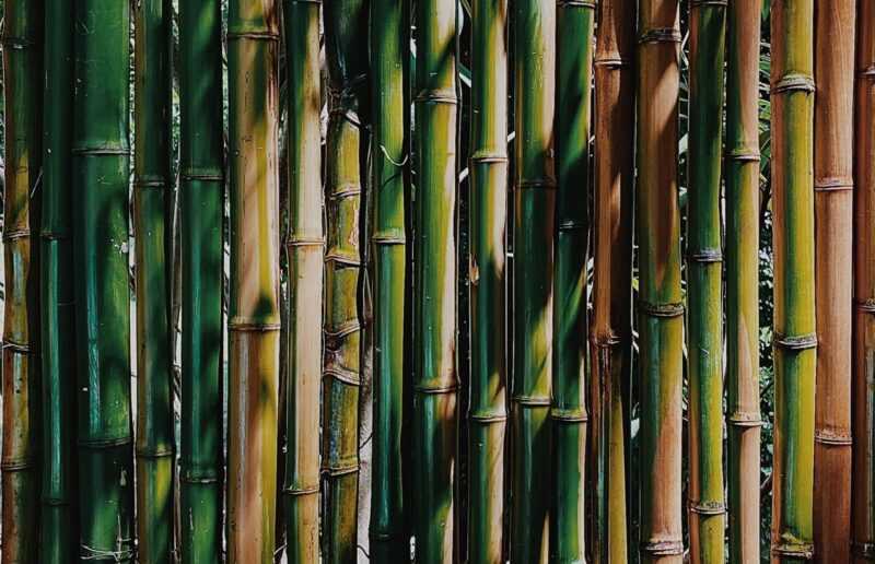 bambù gigante