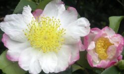 fiore di camelia