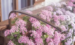 copertura fiori contro la grandine