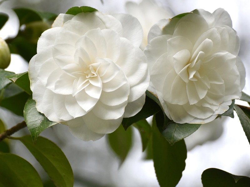 camelia-villa-carlotta