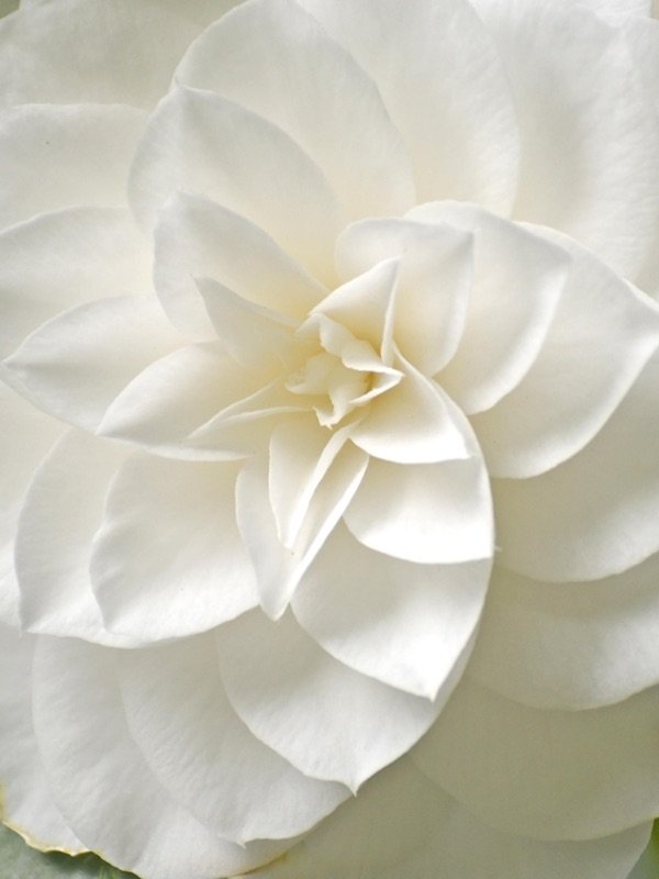 camelia-villa-carlotta