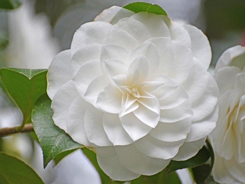 camelia-villa-carlotta