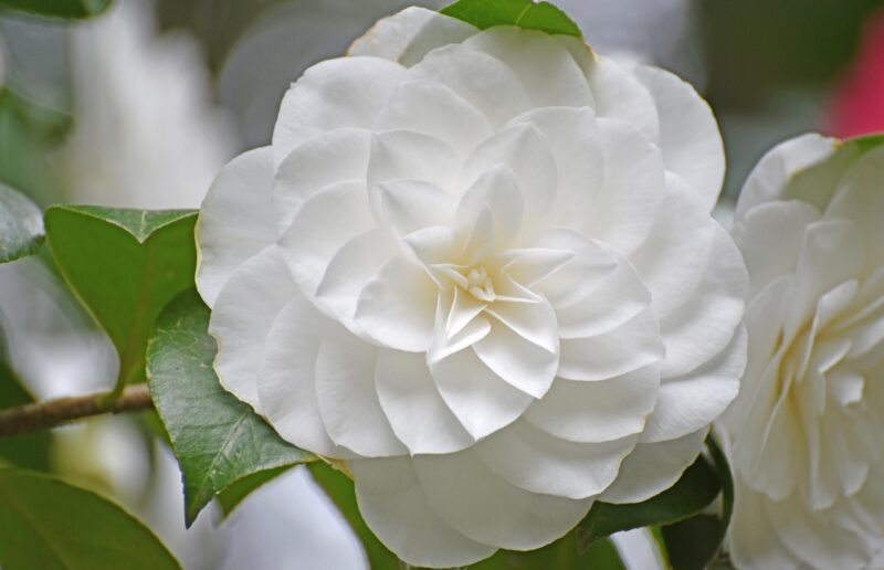 camelia rara di Villa Carlotta