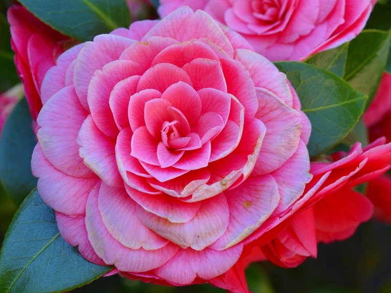 camelia
