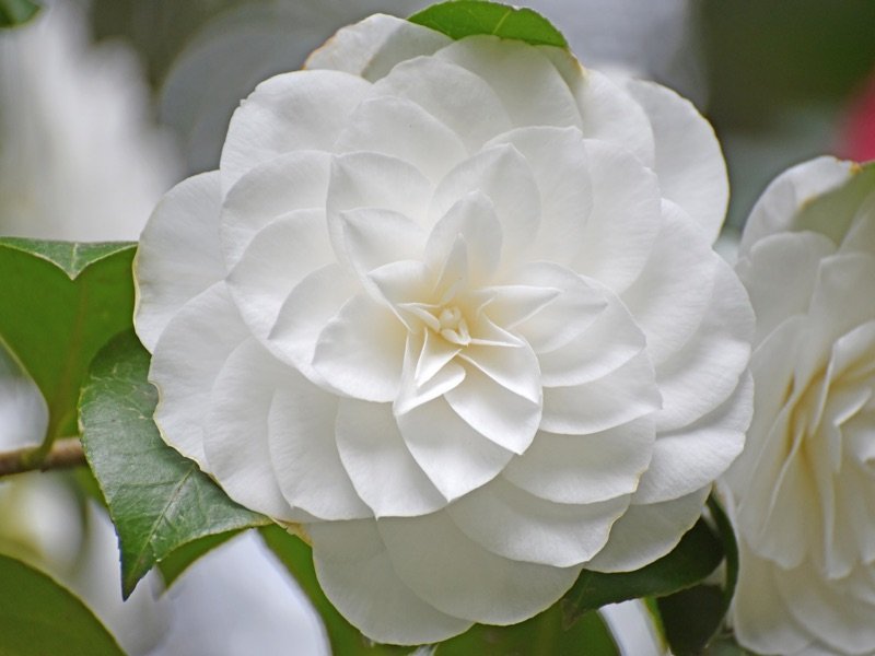 camelia