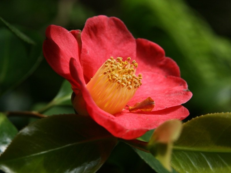 camelia