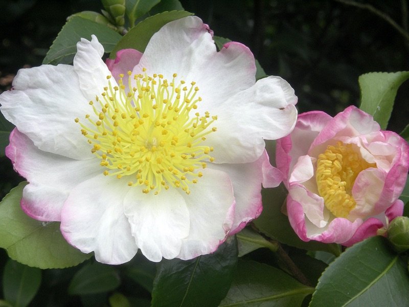 camelia
