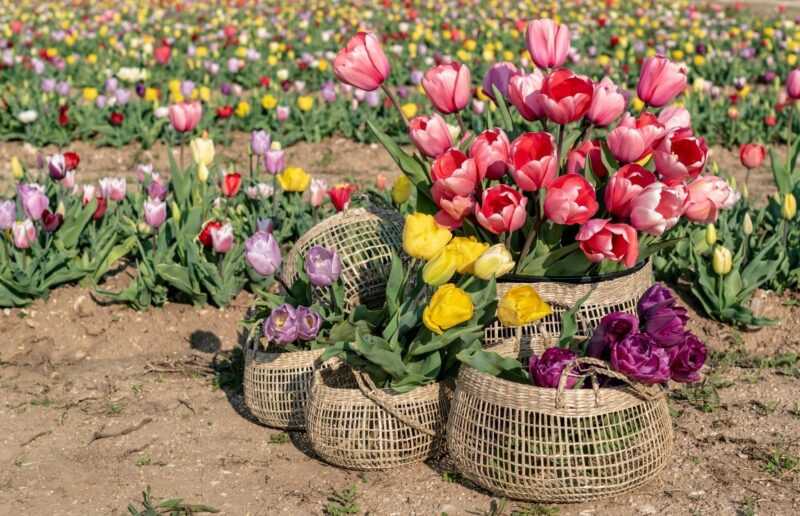 tulipani appena raccolti