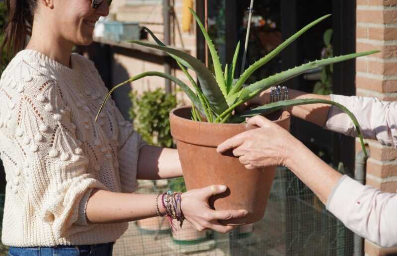 Botamici, i plant sitter per le vacanze