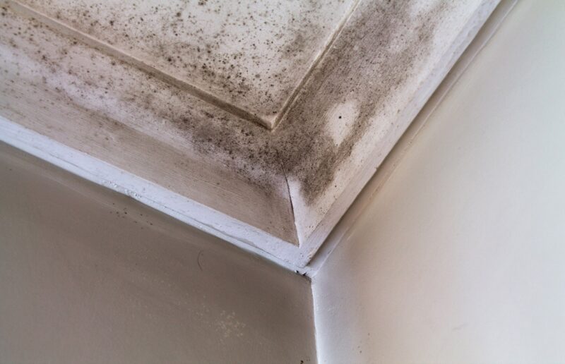 muffa sulle pareti di casa