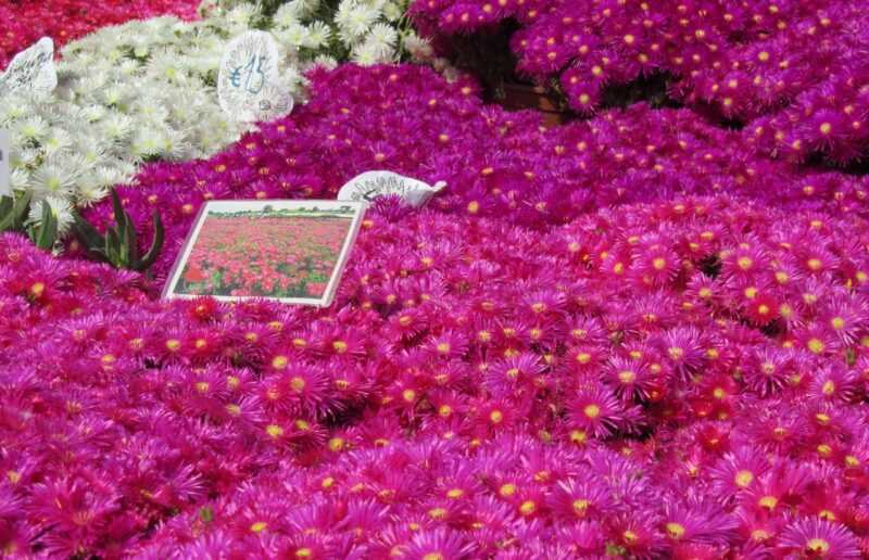 esposizione di fiori