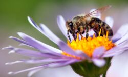 ape impollinatrice sul fiore