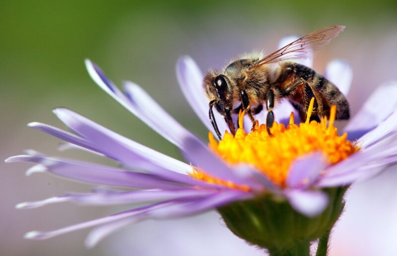 ape impollinatrice sul fiore
