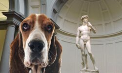 il cane e il David di Donatello