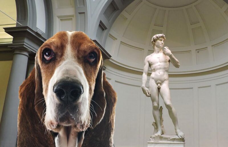 il cane e il David di Donatello