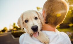 cane amico dell'uomo