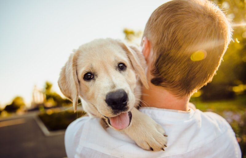 cane amico dell'uomo